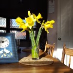 Clock and daffodils